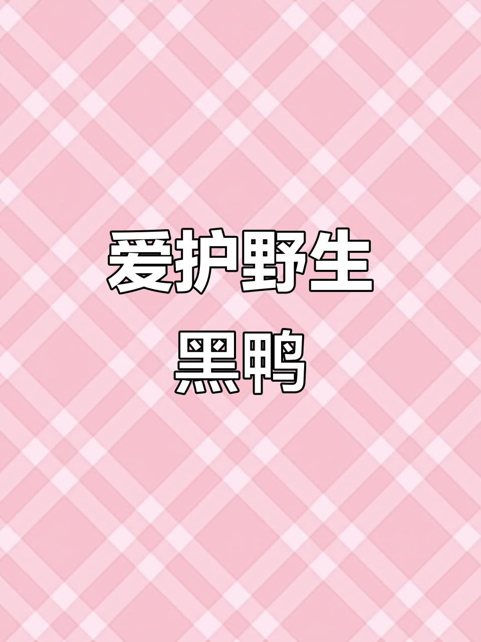 可爱的黑色野鸭,大自然的守护者