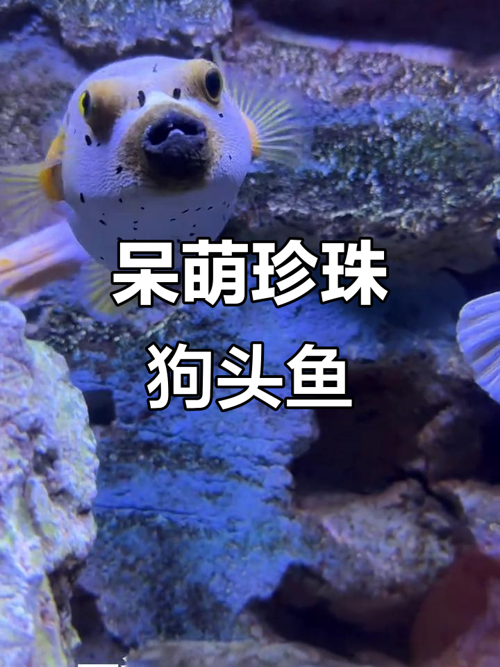 这只“狗里狗气”的珍珠狗头鱼,竟然这么凶猛!