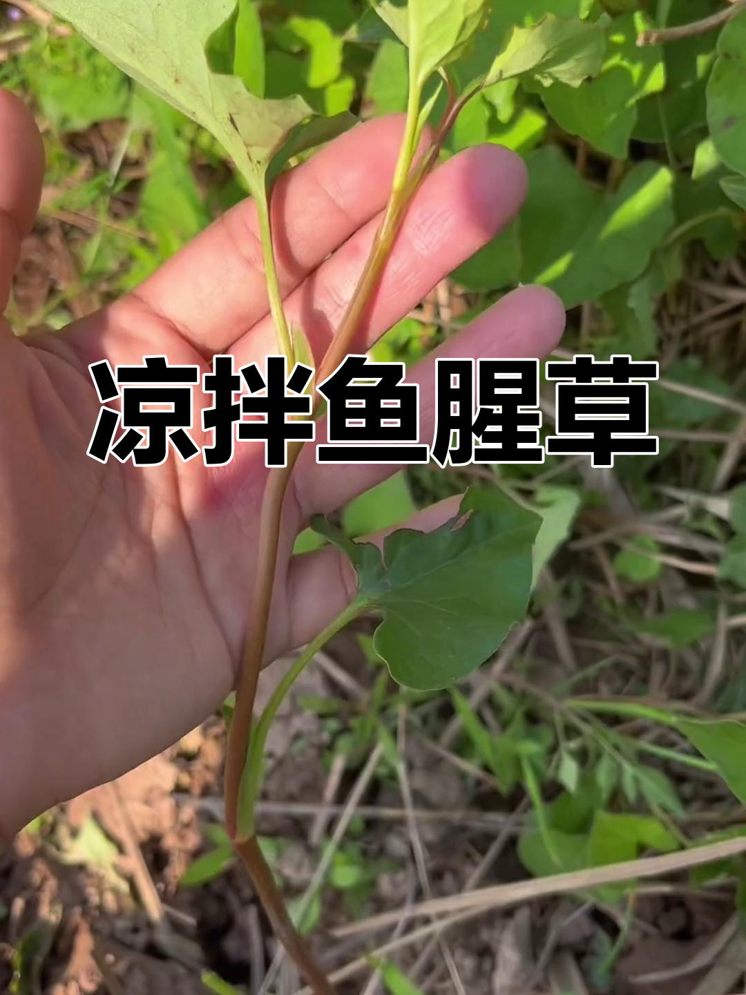 鱼腥草凉拌做法,口感独特让人爱恨交织
