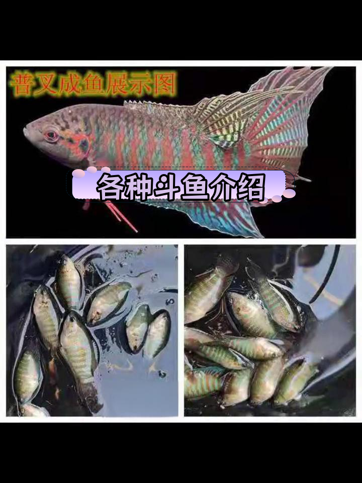 斗鱼种类大揭秘,带你认识更多品种