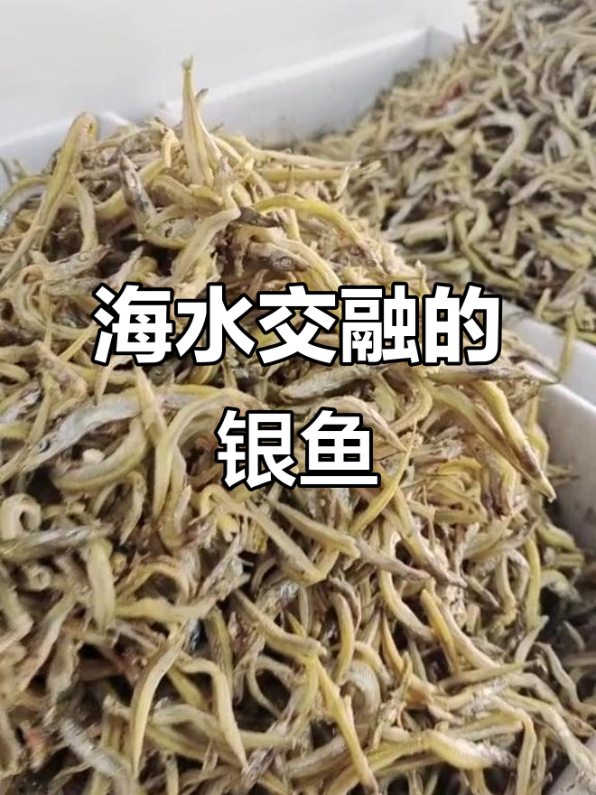 海水与淡水交汇处,银鱼干香气扑鼻,口感绝佳