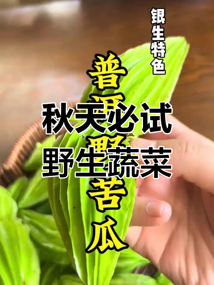 秋天的苦味野菜,尝过才知道的独特美味