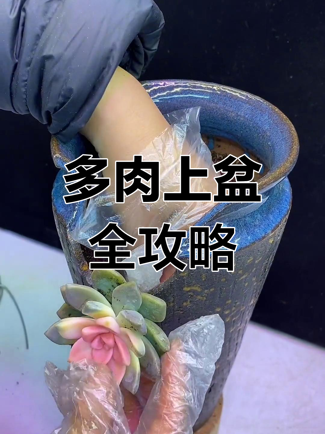 樱花锦多肉上盆技巧,轻松搞定根部处理与土壤搭配