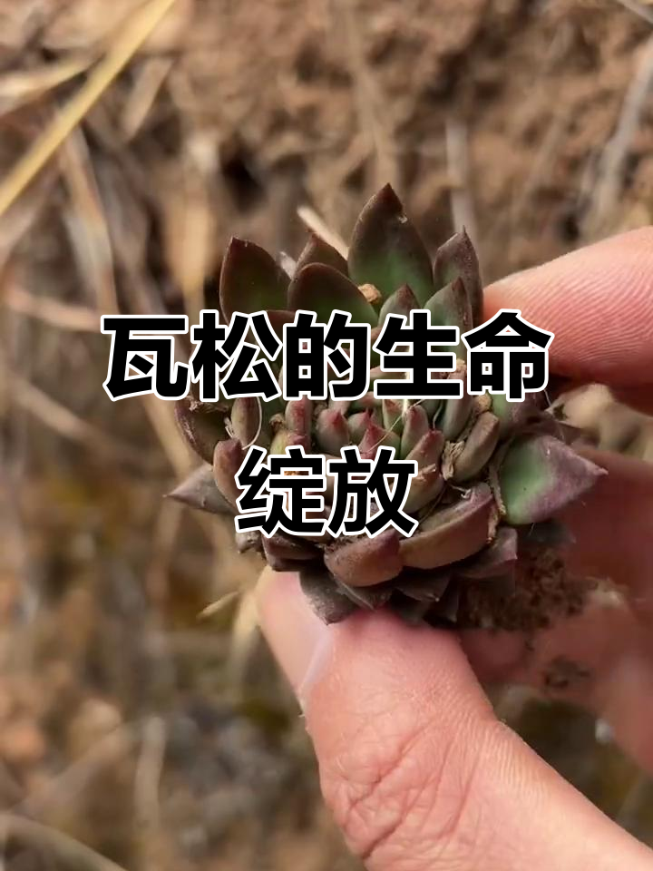 瓦松：两年生多肉，开花后生命终结
