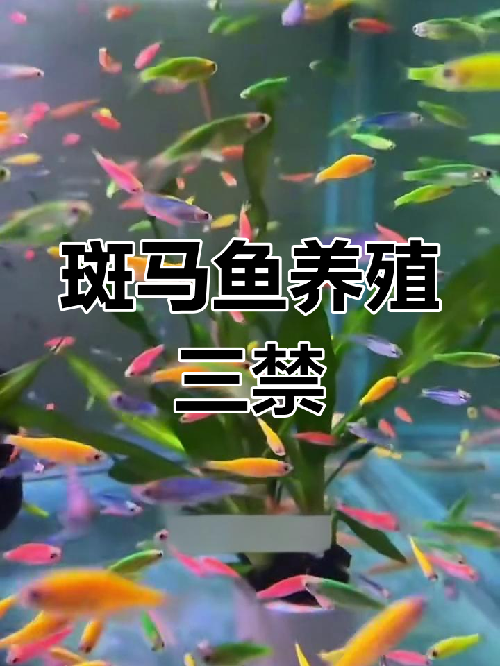 养斑马鱼的三大禁忌,新手必看!