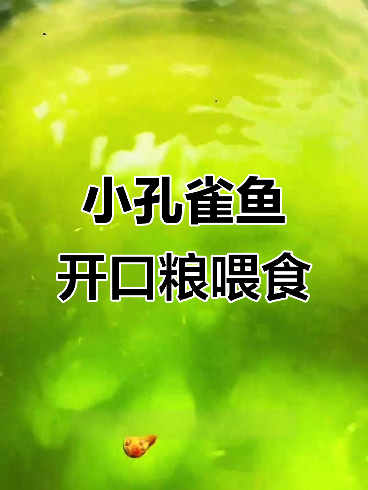 孔雀鱼宝宝出生后如何喂养?绿水生态缸养护技巧