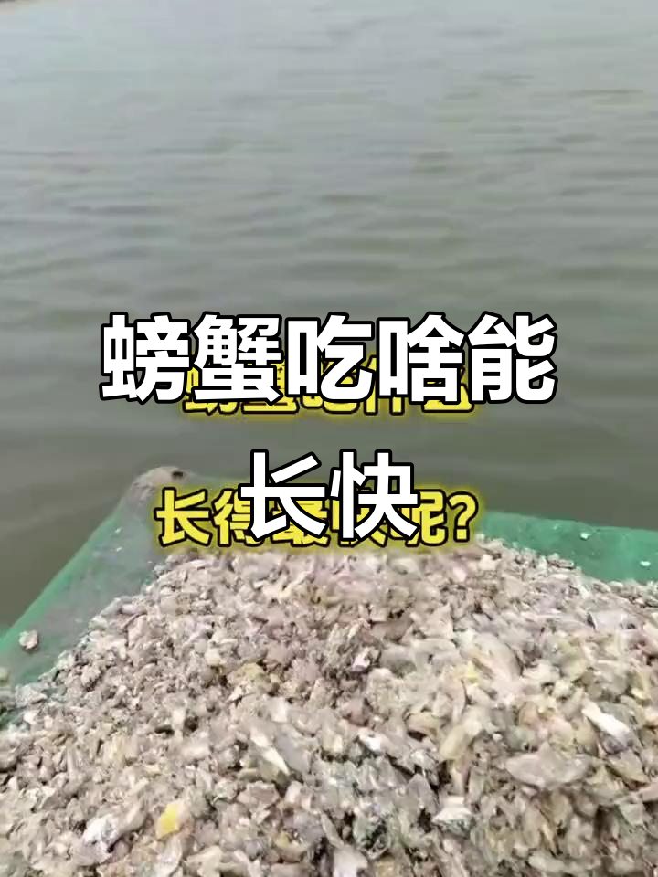 螃蟹最爱吃什么?这些食物让它们长得更快