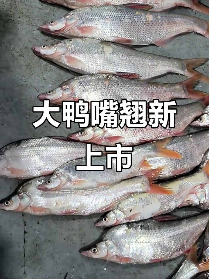 新鲜大鸭嘴到货,丰汇农产品中心热销中