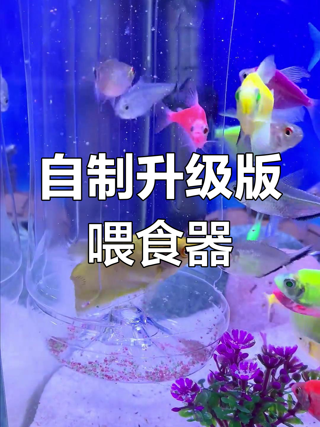 废矿泉水瓶变喂食器,轻松解决鱼粮乱飞问题