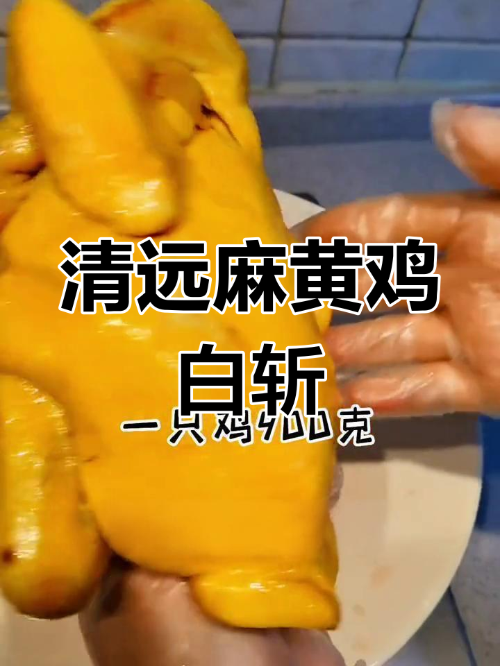 广东清远麻黄鸡,皮薄肉紧有嚼劲,白斩做法最经典