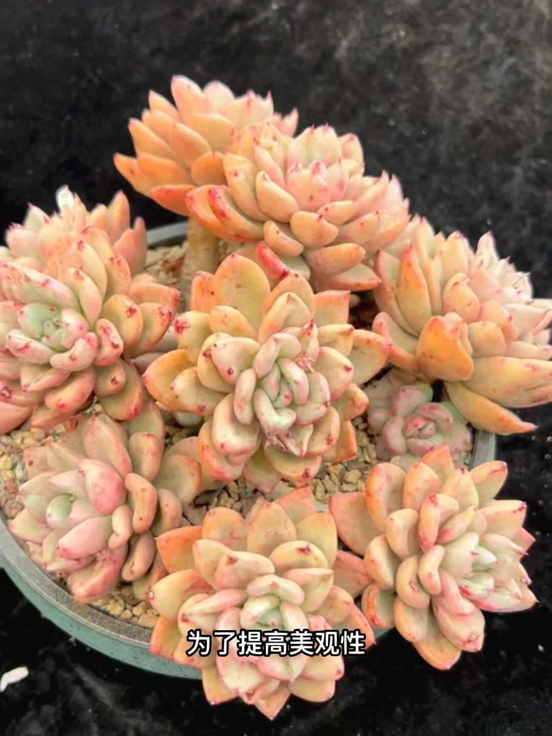 奶油鳄梨多肉养护