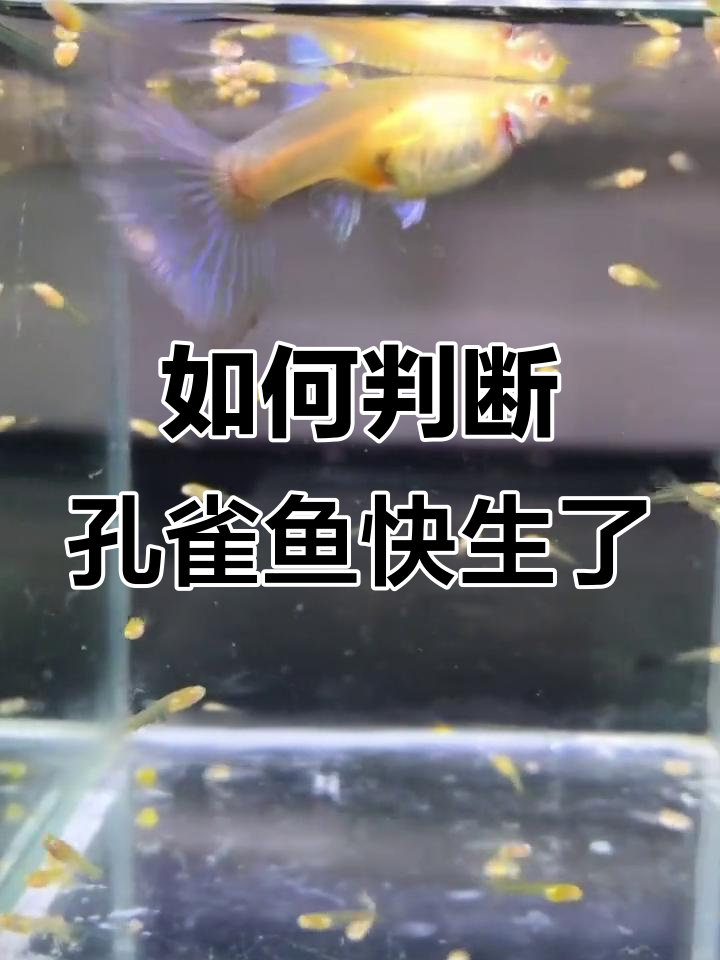 孔雀鱼生产前的四大征兆,如何判断母鱼即将分娩