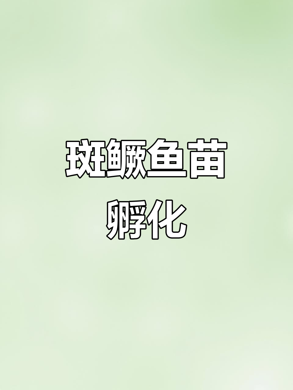 斑鳜鱼苗孵化全过程,晶莹卵粒萌生新生命