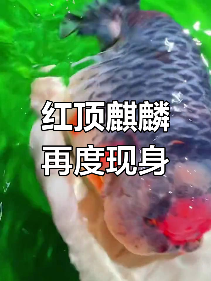 一年后重逢红顶麒麟,兰寿金鱼再现经典