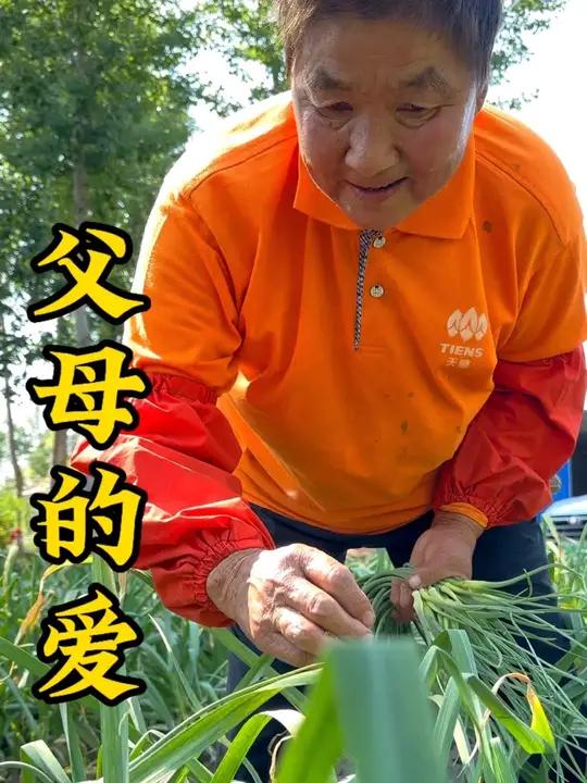 父母的爱,城里有个家,农村有爸妈,每次回老家都是满满的一车各种蔬菜带回城,全是爸妈辛苦种的