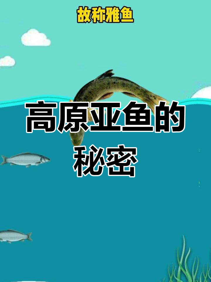 亚鱼栖息地揭秘,高原山区特有鱼类