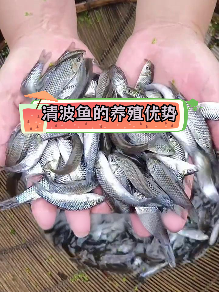 青波鱼:长江原产的大型草食鱼类