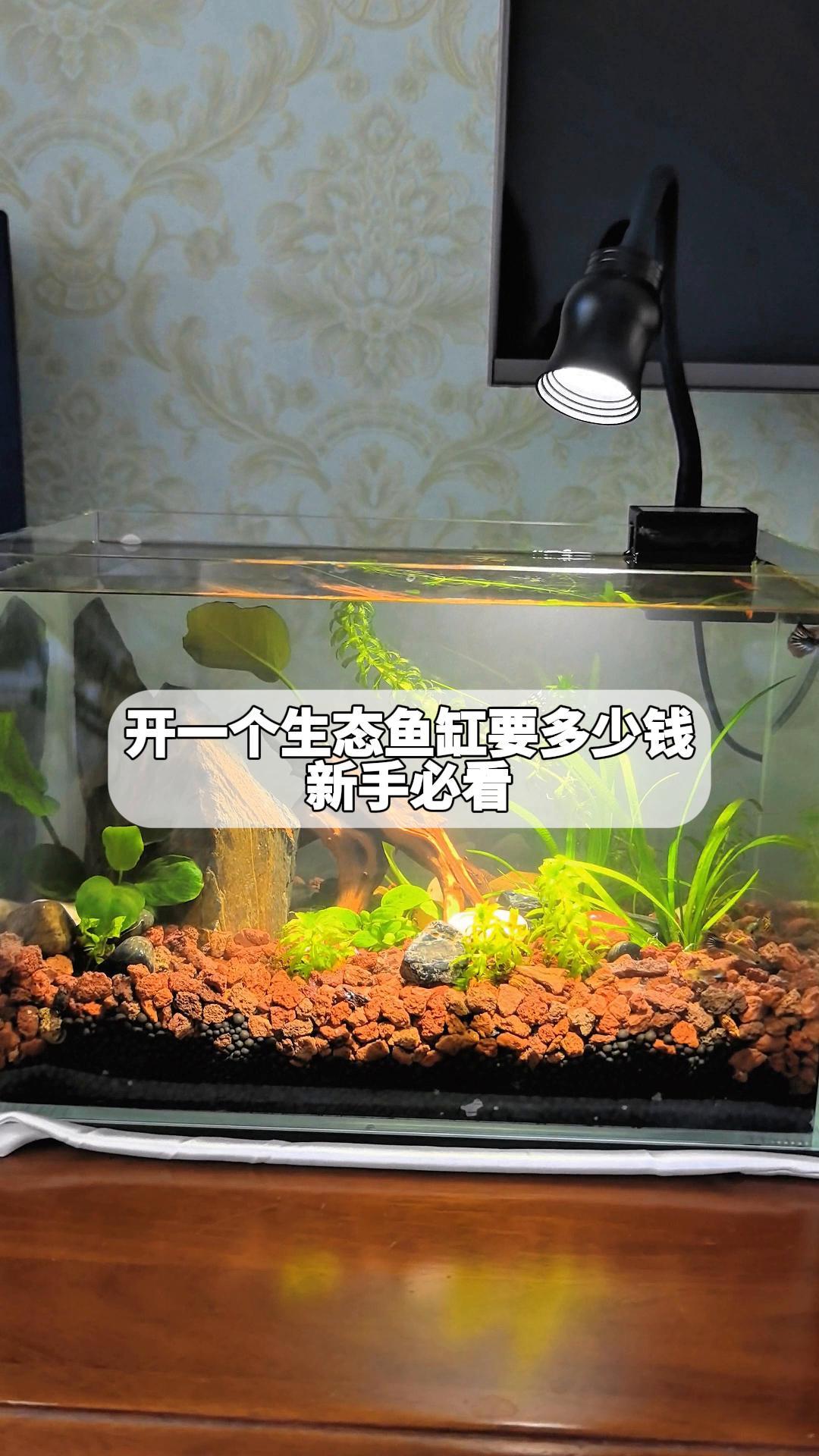 开一个生态鱼缸要多少钱?新手必看