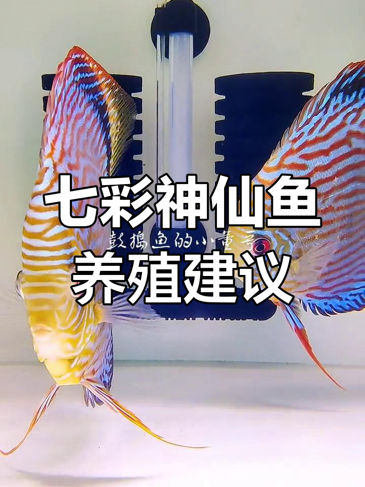 七彩神仙鱼饲养密度解析,如何合理养鱼
