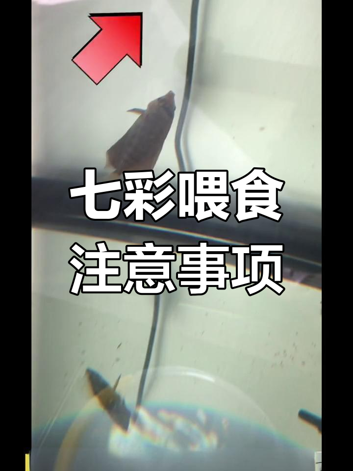 七彩神仙鱼喂食误区,汉堡制作细节解析