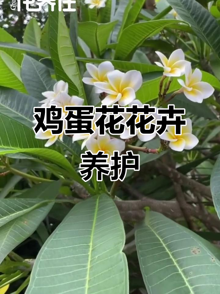 鸡蛋花养护全攻略：光照、土壤、施肥与修剪技巧