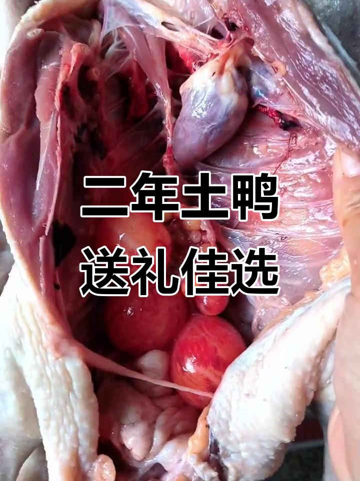 农家散养二年老鸭,中秋国庆必备美味!