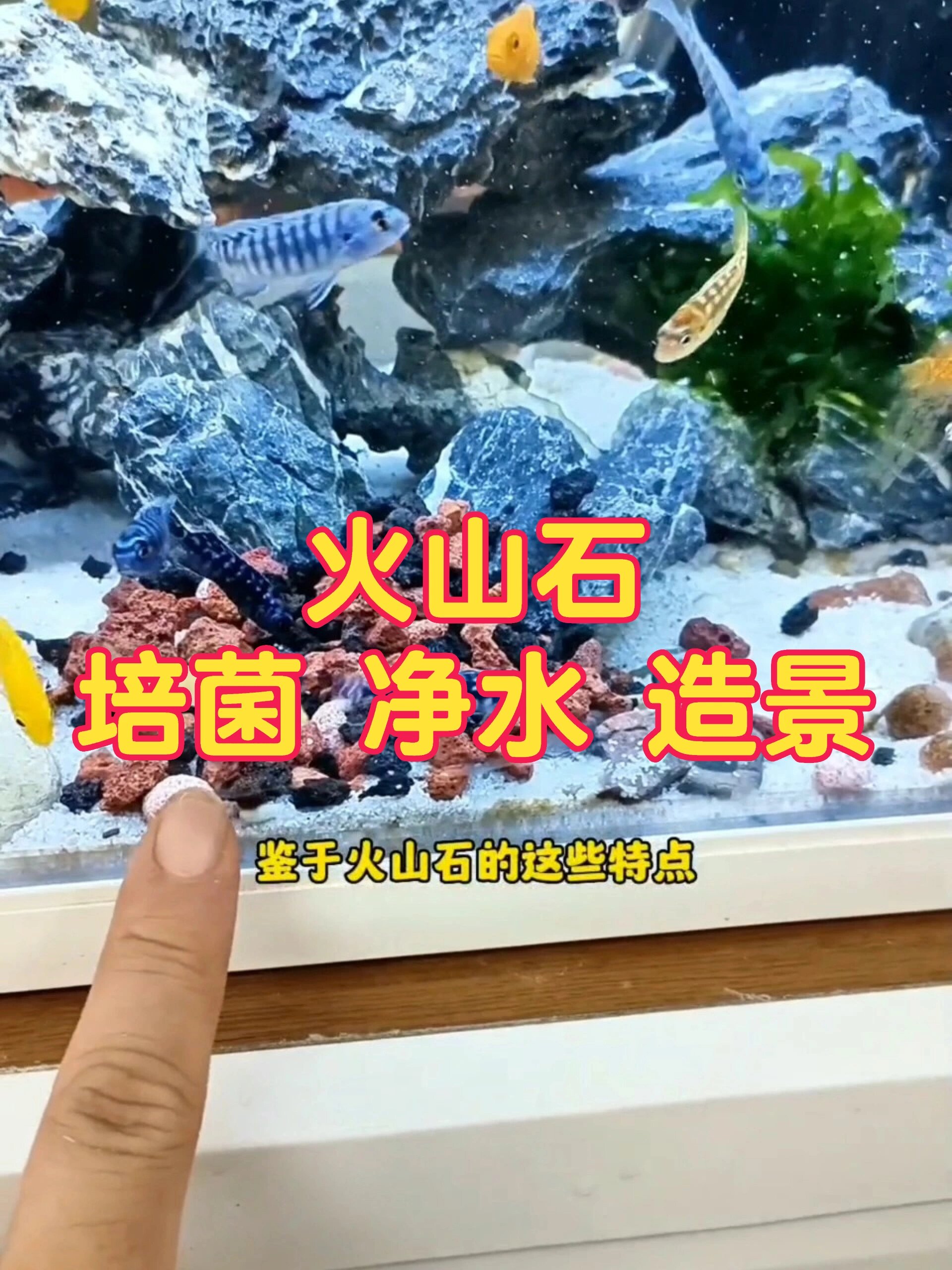 火山石:培菌、净水`造景,好处多多!