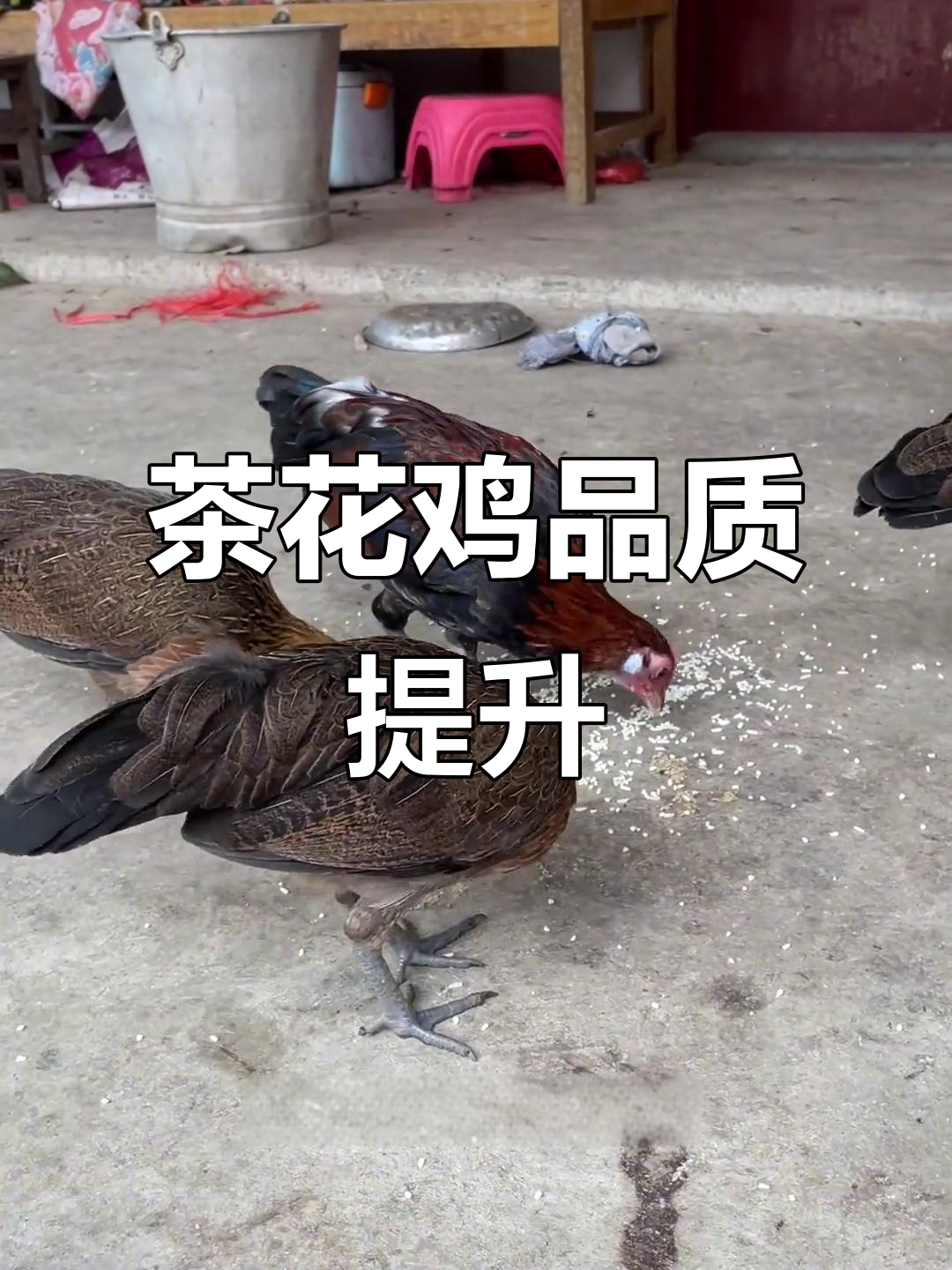 这批茶花鸡很友好，孵化种蛋数量可增加，苗子仍显不足