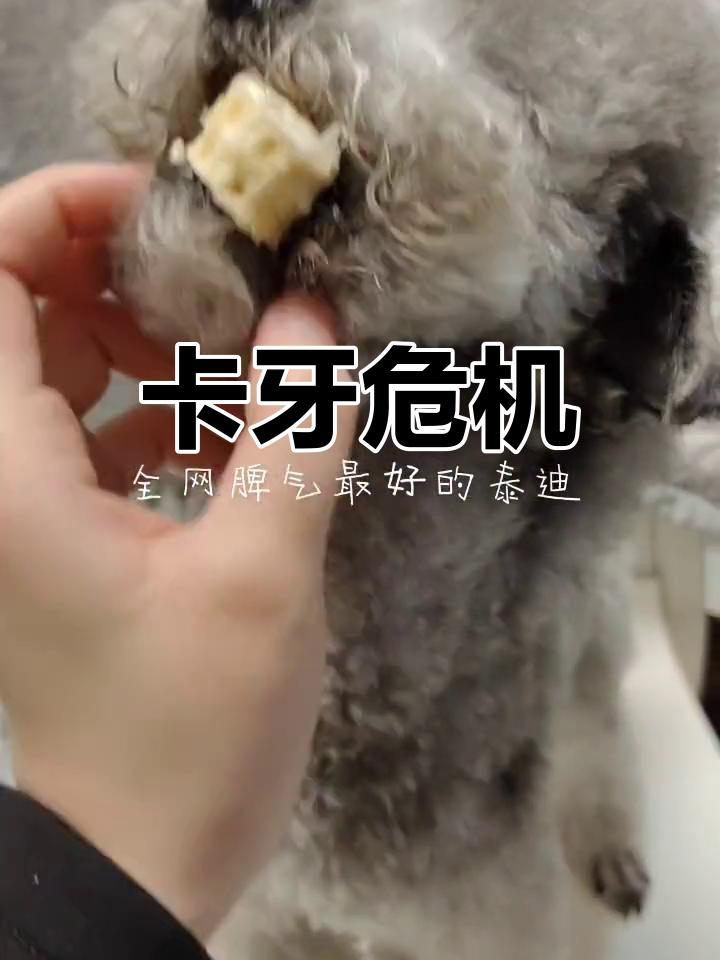 鲨鱼骨卡牙,刀都砍不动!最后只能拔掉,幸好狗狗脾气好