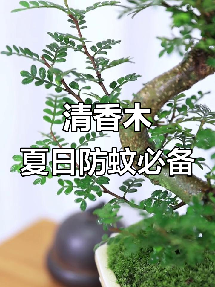 清香木盆栽,夏季驱蚊神器,室内养护轻松搞定