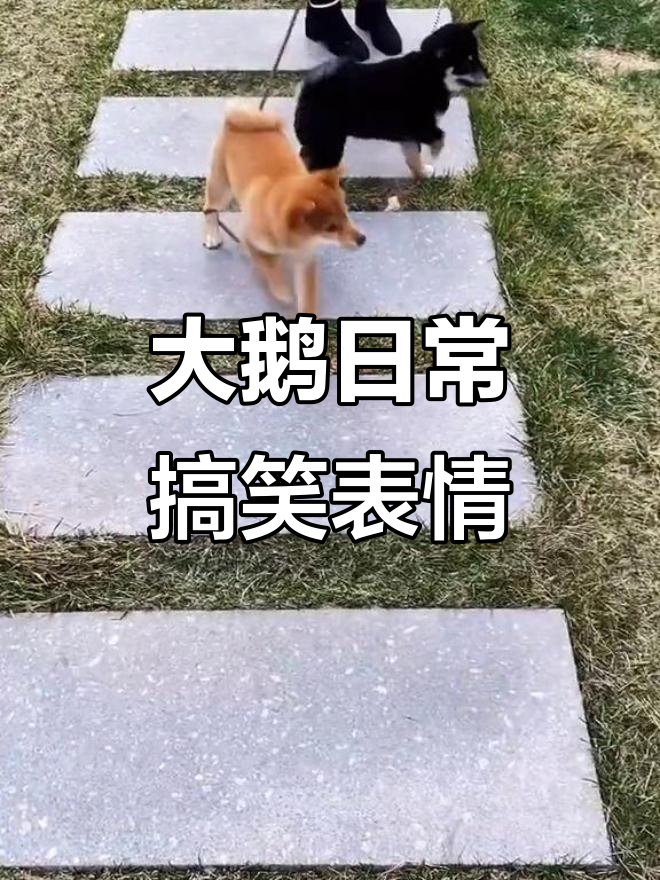 每天一张大鹅表情包，笑到不行！