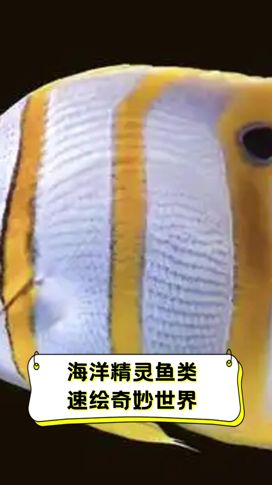 海洋精灵鱼类,速绘奇妙世界