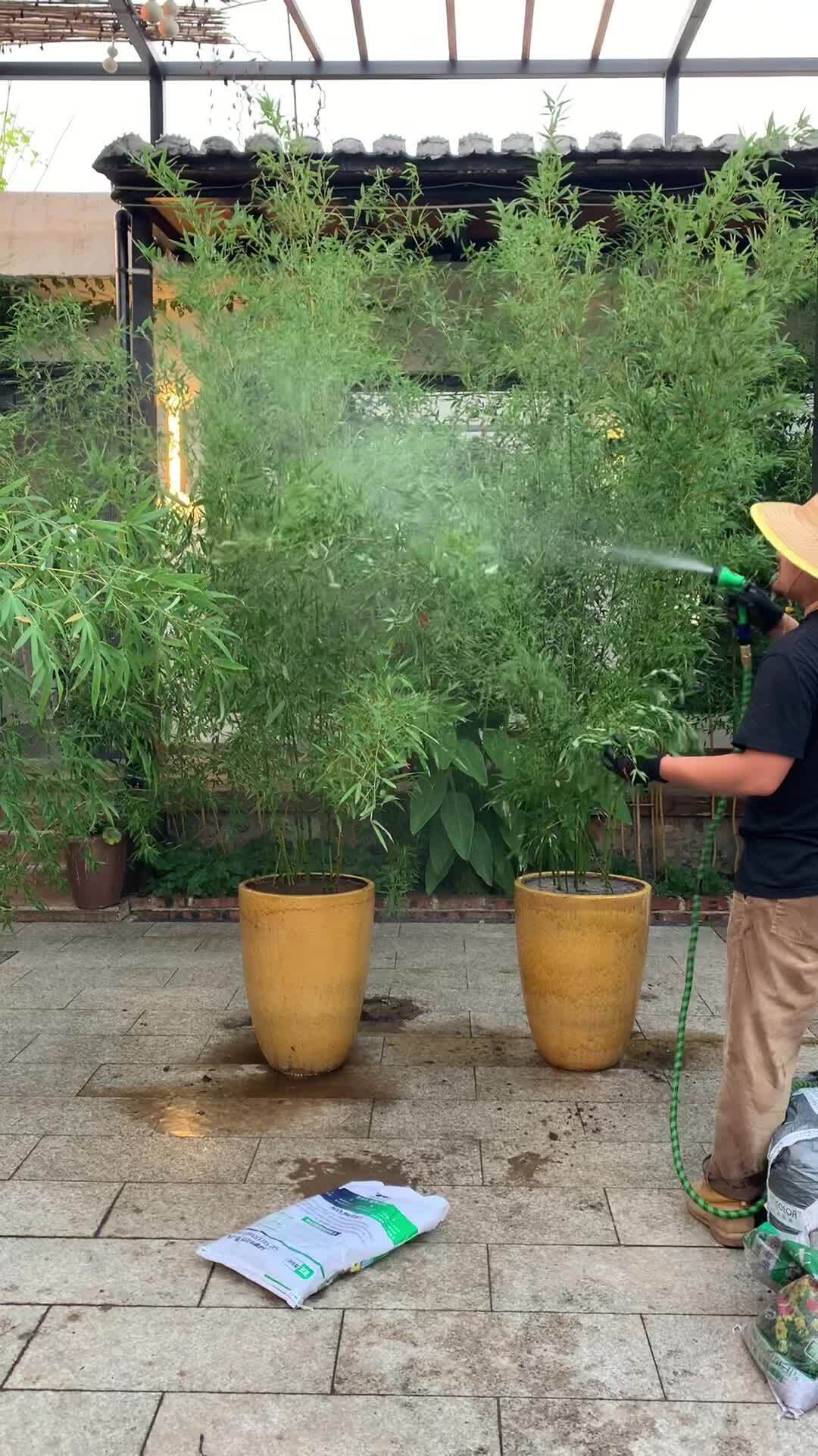耐寒的冰翠竹 盆栽也好看