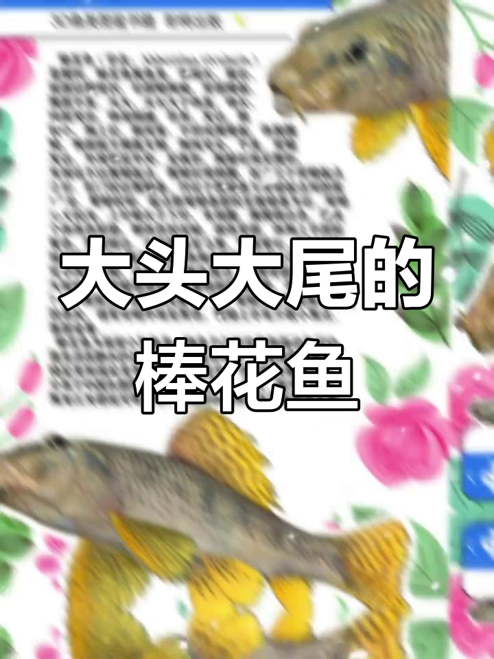 棒花鱼:大头船钉子,野外钓鱼小动物