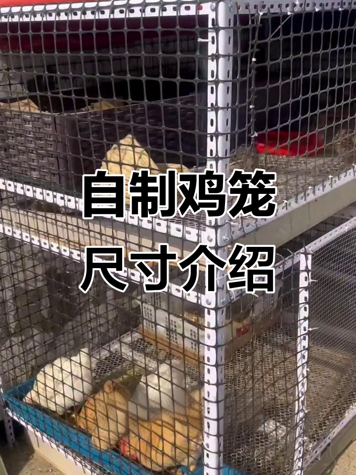 自制鸡笼与鹌鹑笼尺寸详解,材料清单全揭秘