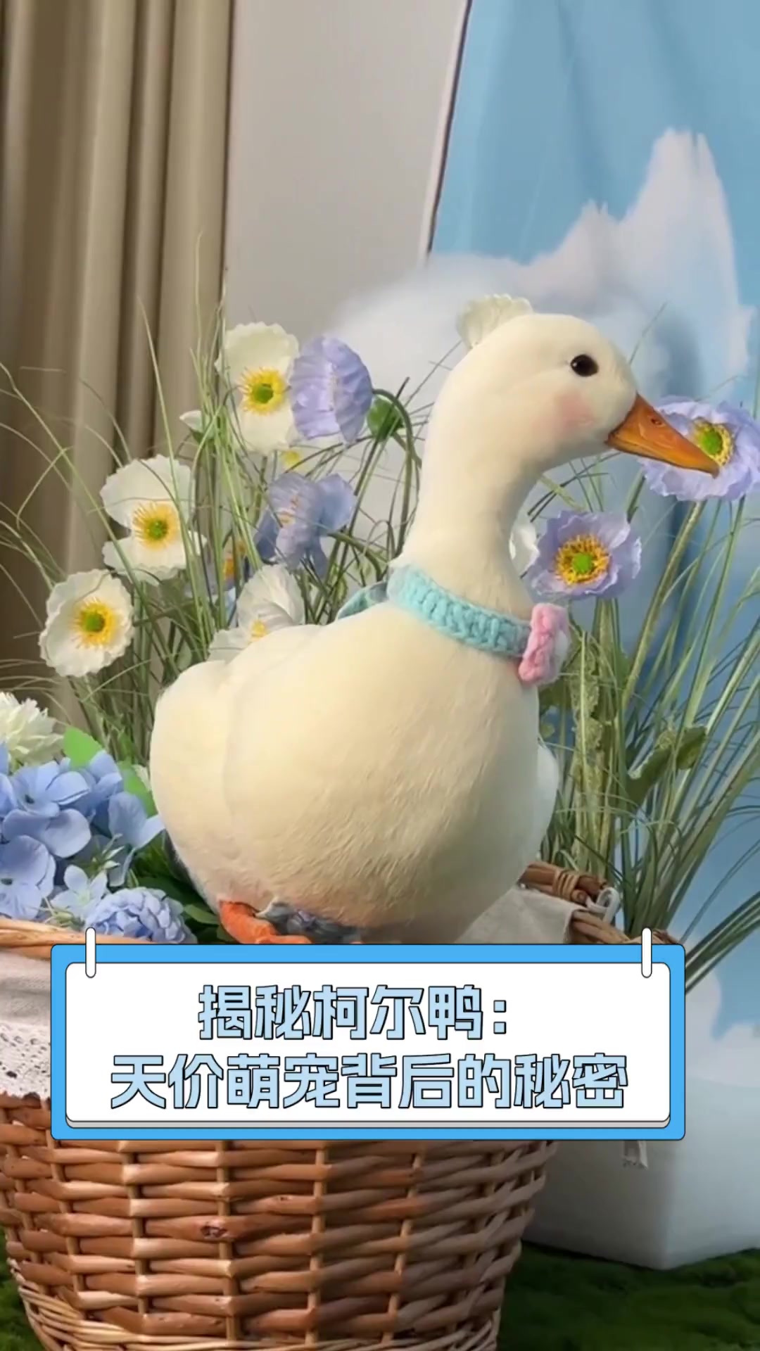 揭秘柯尔鸭:天价萌宠背后的秘密