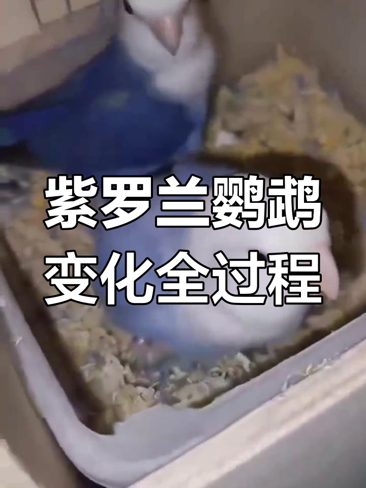 紫罗兰鹦鹉成长记:从小煤球到美丽成鸟的蜕变