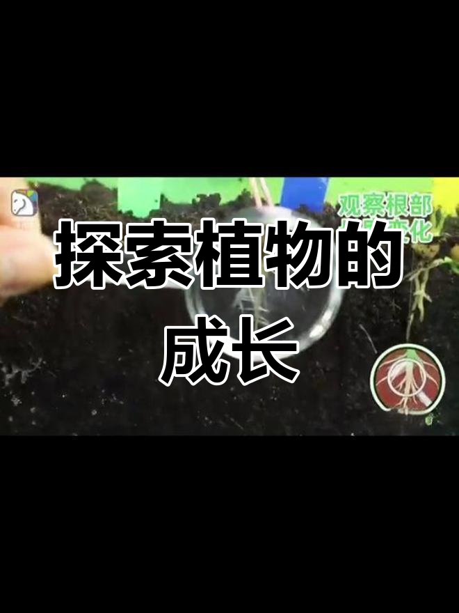 一起观察植物生长的奇妙过程