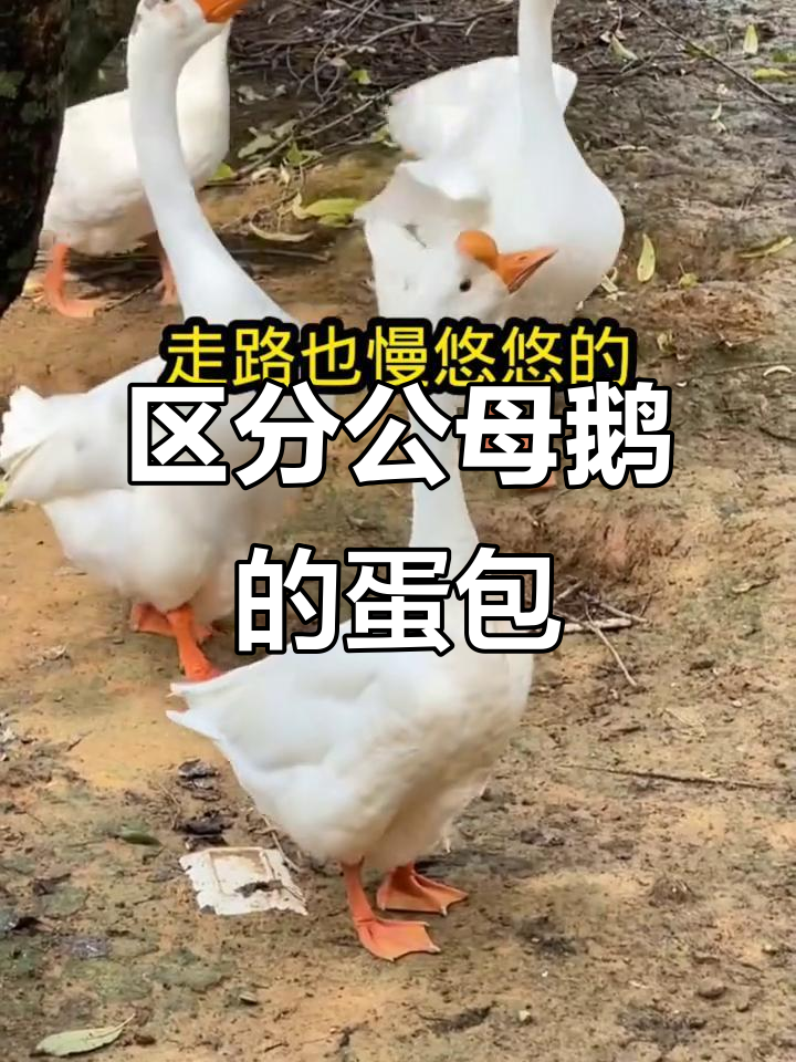 公母鹅蛋包辨别技巧，轻松分辨公母