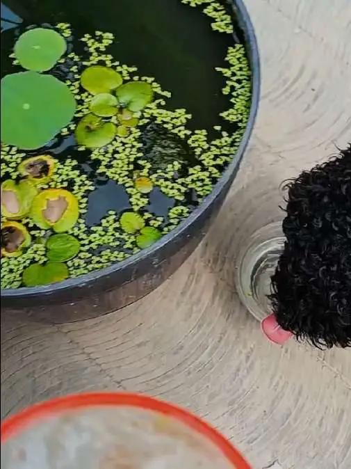 「孔雀鱼」小鱼苗的食物