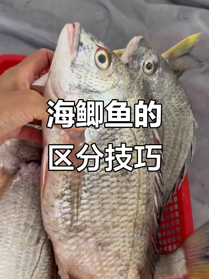 海鲫鱼有野生与养殖之分,了解区别很重要!