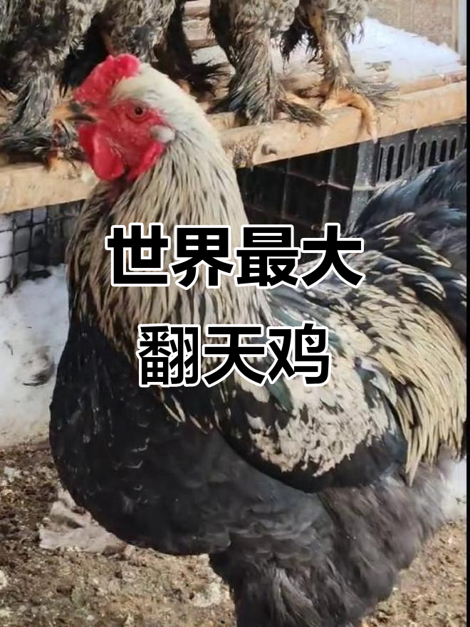 婆罗门鸡:世界上最大的肉鸡,体重可达八公斤