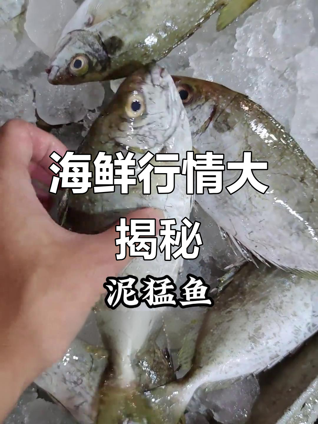 汕尾海鲜市场,多种鱼类价格一网打尽!