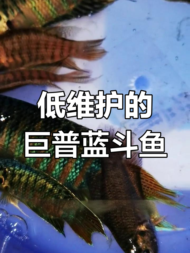 巨普蓝国斗鱼:低维护高耐养的原生鱼类