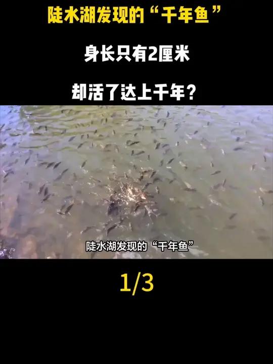 陡水湖发现的“千年鱼”,身长只有2厘米,却活了达上千年?
