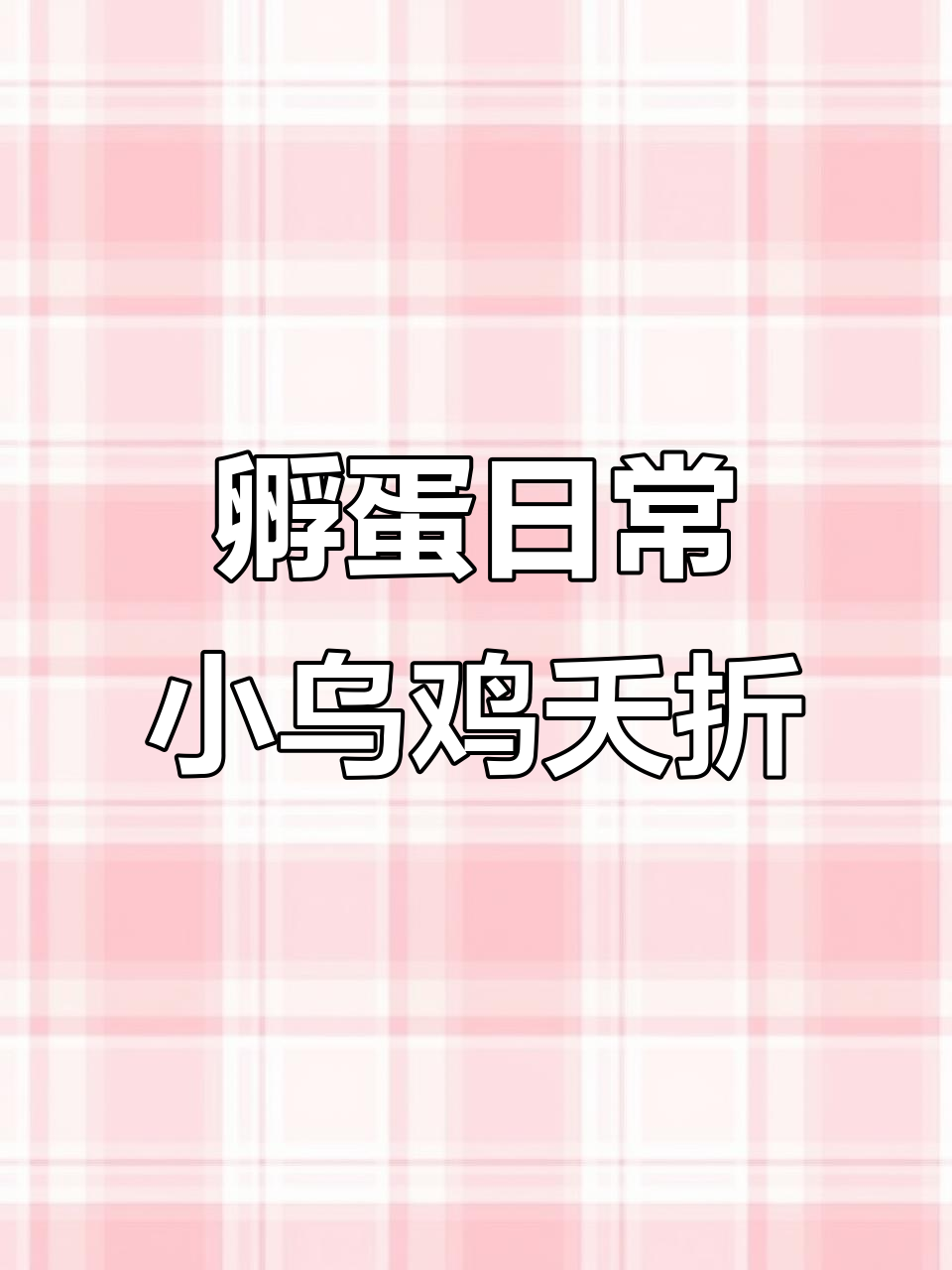 小乌鸡意外死亡,白化山鸡活力满满,珍珠鸡蛋孵化失败