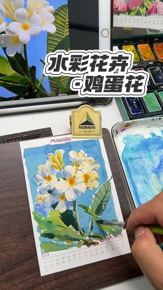 今天画个月历花卉鸡蛋花