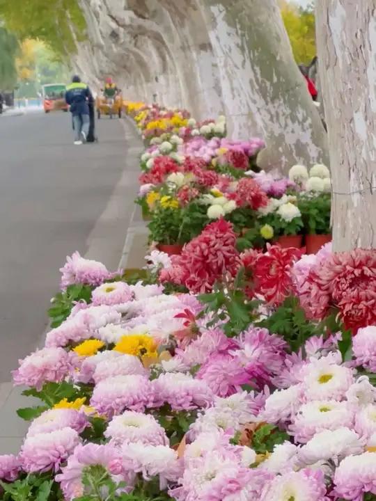 玄武湖新上的菊花很好看 大黄鸭后面的小鸭子很有趣