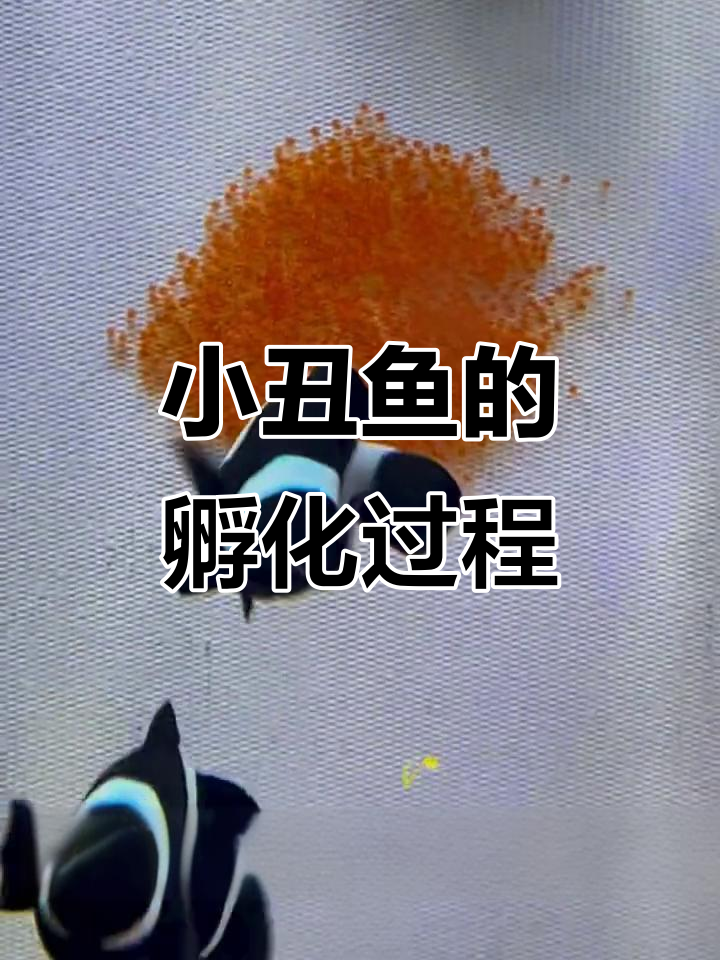 小丑鱼繁殖全过程揭秘:从配对到孵化的艰辛历程