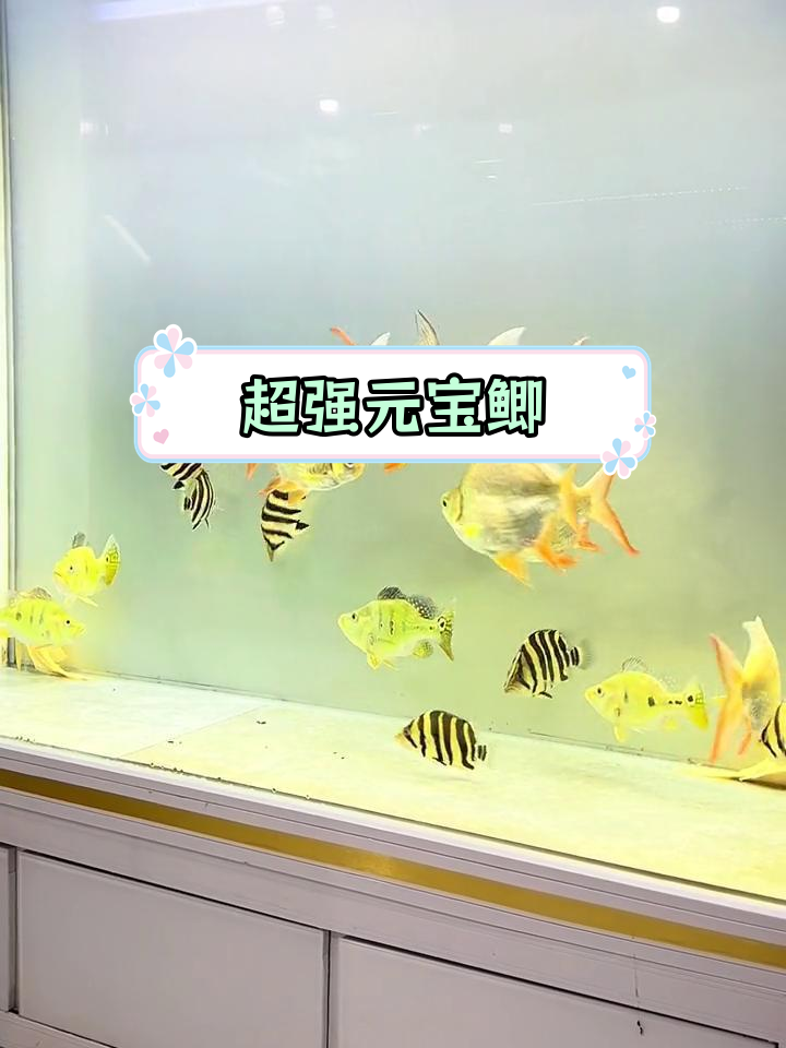 高端泰国鲫鱼,体型惊人